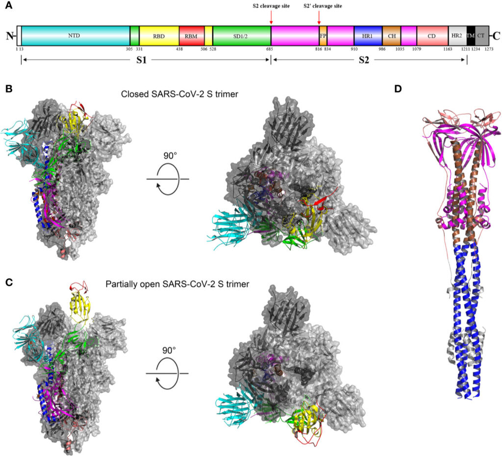 New COVID Variant ‘Nimbus’ Spreads Fast Across U.S.—Could a Summer Surge Be Next? 3 ACE2 Receptor Binding Detail