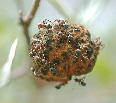 This 8-Year-Old Found an Ant—What Happened Next Shocked the Entire Scientific Community 2 Ants carrying an oak gall