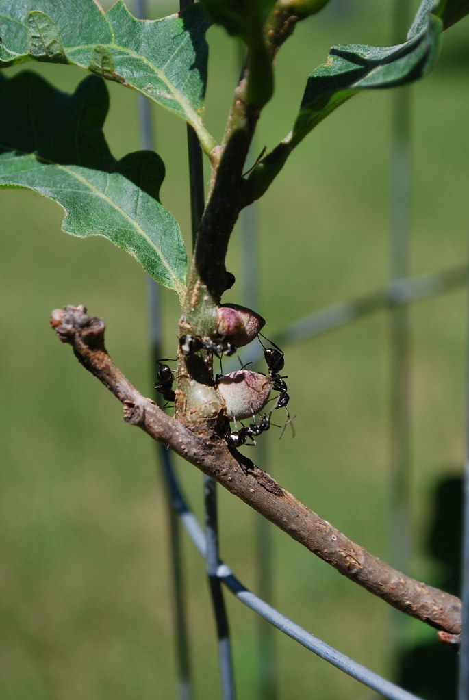 This 8-Year-Old Found an Ant—What Happened Next Shocked the Entire Scientific Community 3 Ants interacting with galls on a branch