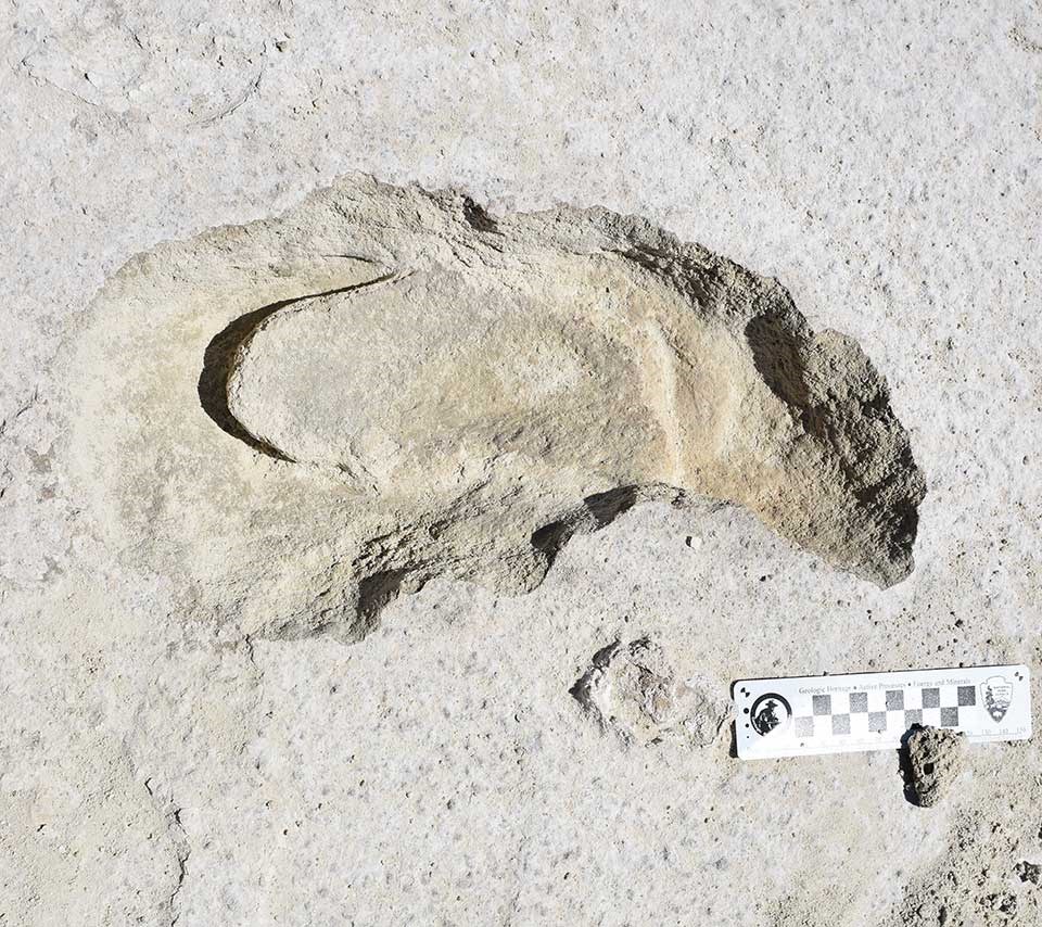 Controversy Confirmed: White Sands Footprints Proven to Be Far Older Than Previously Believed 3 Close up footprint impression