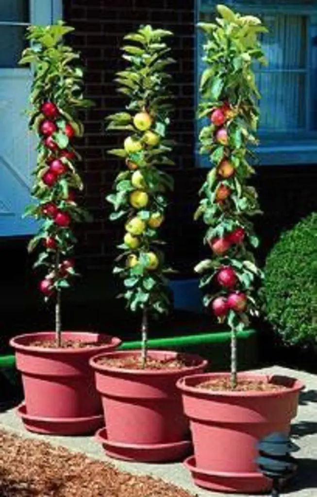 Want Fresh Lemons, Apples, or Figs? This Gardener Reveals How to Grow Them Indoors in Containers! 3 Columnar Apple Trees in Containers