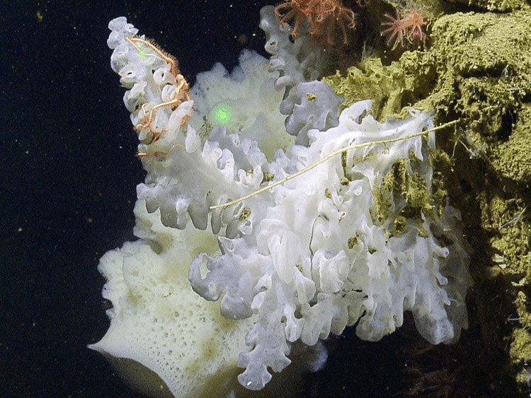 Vietnam’s Deep Secret Revealed: Rare New Sponge Species Discovered After Centuries 2 Deep Sea Sponge