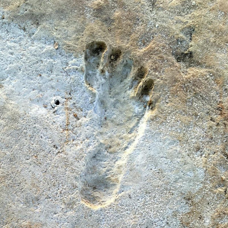 Controversy Confirmed: White Sands Footprints Proven to Be Far Older Than Previously Believed 2 Fossil Footprints Discovered in White Sands
