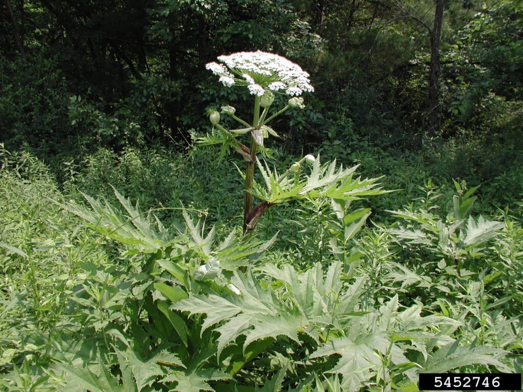 Beautiful but Deadly: This Common U.S. Garden Plant Can Alter DNA and Burn Your Skin 2 Giant Hogweed