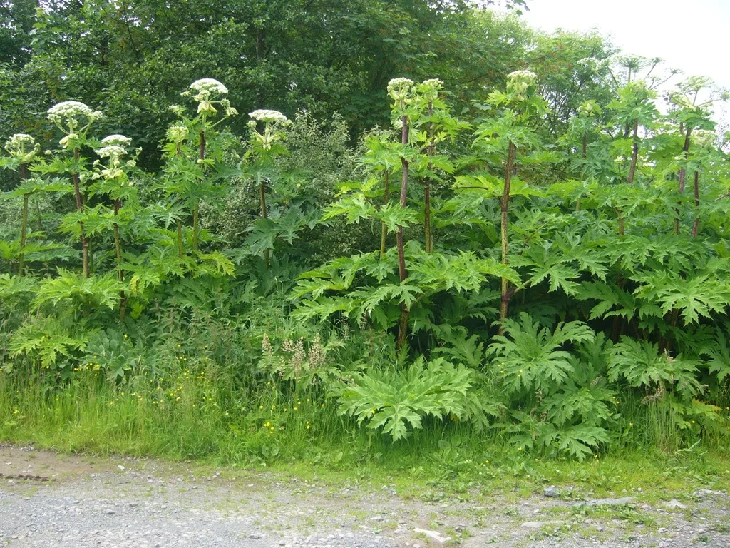 Beautiful but Deadly: This Common U.S. Garden Plant Can Alter DNA and Burn Your Skin 4 Giant Hogweed Plants