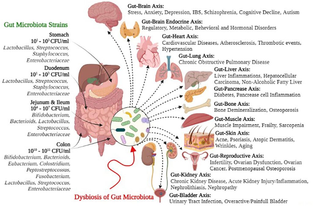New Study: Microplastics Are Wreaking Havoc on the Gut Microbiome and May Be Causing Numerous Diseases 2 Human Gut Microbiota