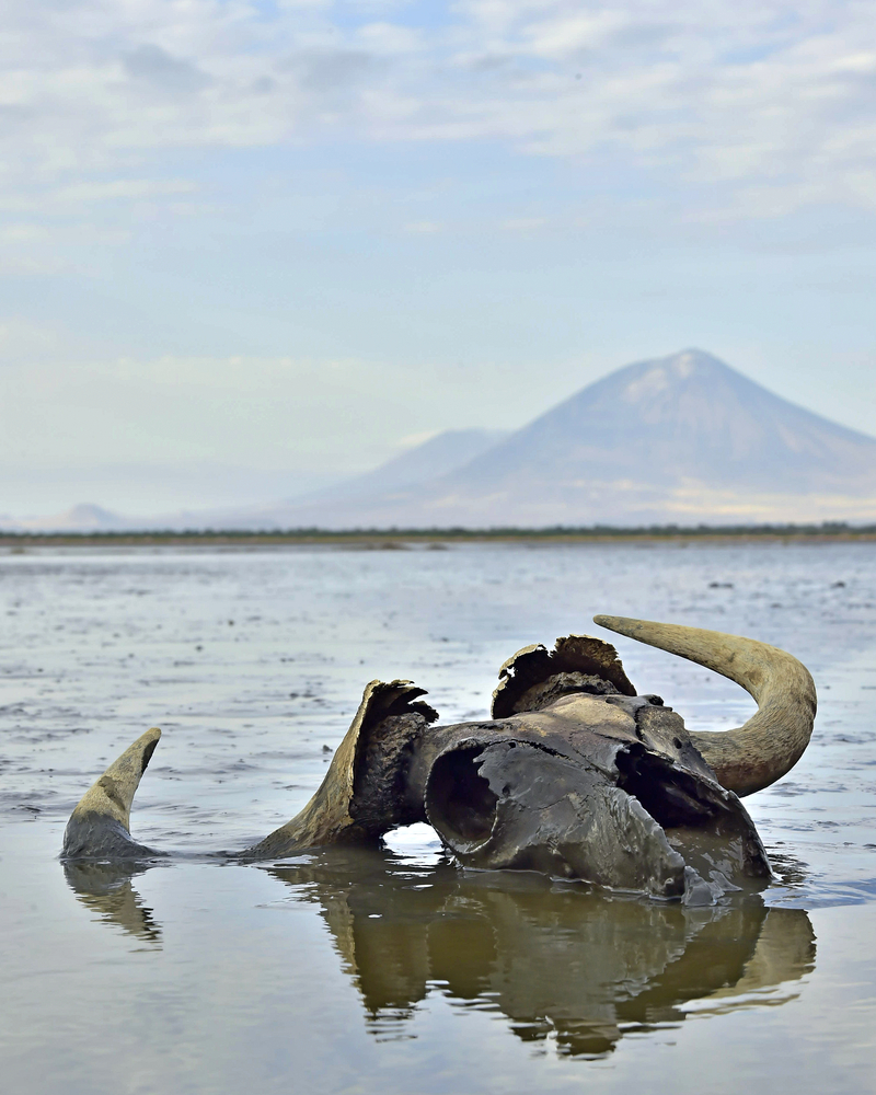 Nature’s Petrifying Secret: Tanzania’s Lake That Mummifies Animals in Its Deadly Waters 4 Lake Natron Deadly Corps