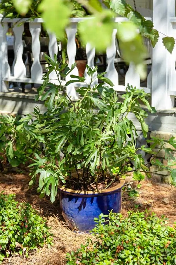 Want Fresh Lemons, Apples, or Figs? This Gardener Reveals How to Grow Them Indoors in Containers! 4 'Little Miss Figgy' Dwarf Fig Tree