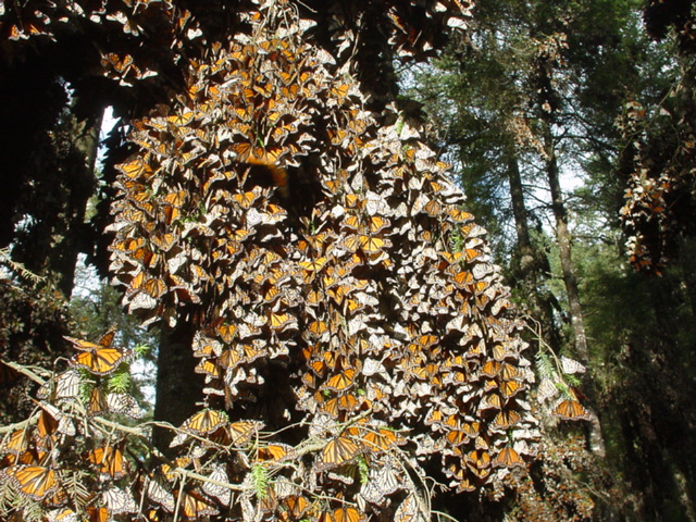 Mountains Are Mysteriously Taking Flight—And Mexico Holds the Key to Their Survival 2 Mass clustering on tree