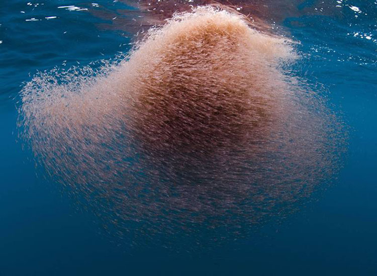 The Shocking Culprit Behind Antarctica’s Ecosystem Collapse Isn’t What You Think 2 Massive Antarctic krill swarm