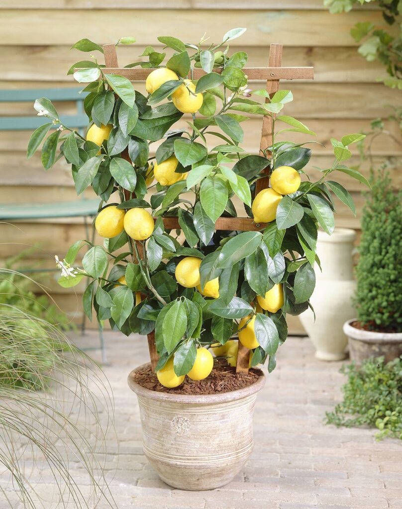 Want Fresh Lemons, Apples, or Figs? This Gardener Reveals How to Grow Them Indoors in Containers! 2 Meyer Lemon Tree in a Container