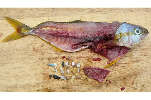 New Study: Microplastics Are Wreaking Havoc on the Gut Microbiome and May Be Causing Numerous Diseases 4 Microplastics- from fish to humans