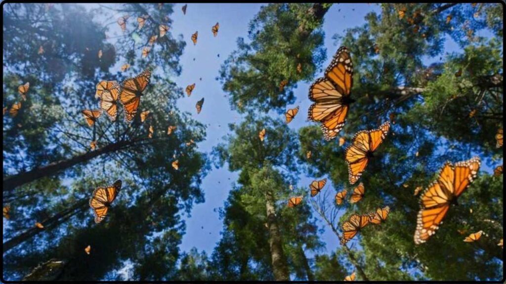 Mountains Are Mysteriously Taking Flight—And Mexico Holds the Key to Their Survival 1 Mountains Are Mysteriously Taking Flight—And Mexico Holds the Key to Their Survival