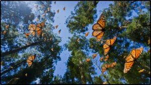 Mountains Are Mysteriously Taking Flight—And Mexico Holds the Key to Their Survival