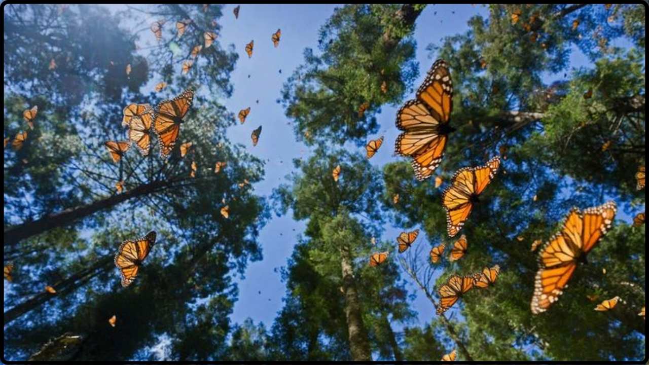 Mountains Are Mysteriously Taking Flight—And Mexico Holds the Key to Their Survival
