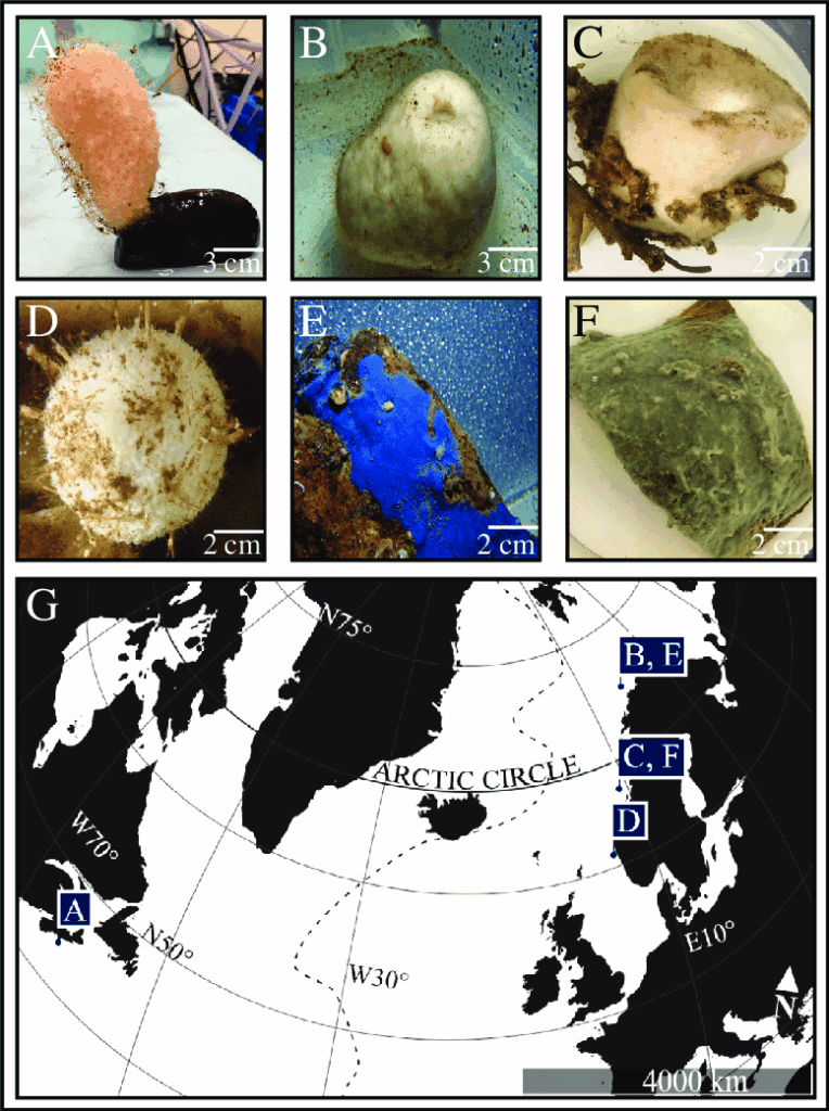 Vietnam’s Deep Secret Revealed: Rare New Sponge Species Discovered After Centuries 4 North Atlantic Deep Sea Sponge