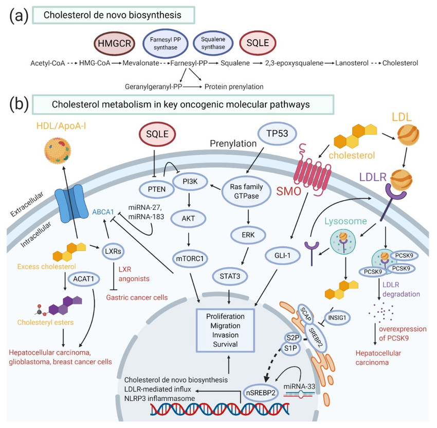 Breakthrough in Cholesterol and Cancer Research—Why This Discovery Has Doctors on Edge 2 Oncogenic Signaling via Cholesterol