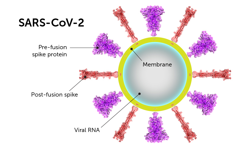 New COVID Variant ‘Nimbus’ Spreads Fast Across U.S.—Could a Summer Surge Be Next? 4 SARS‑CoV‑2 Spike Protein “Before & After” Conformations