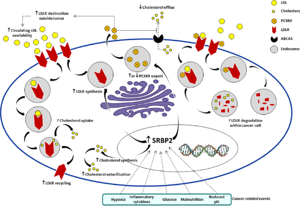 Breakthrough in Cholesterol and Cancer Research—Why This Discovery Has Doctors on Edge 4 Sources of Cholesterol in Cancer Cells