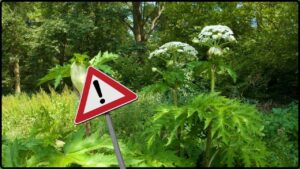This Common U.S. Garden Plant Can Alter DNA and Burn Your Skin