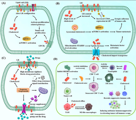 Breakthrough in Cholesterol and Cancer Research—Why This Discovery Has Doctors on Edge 3 Tumor Growth & Cholesterol Dynamics