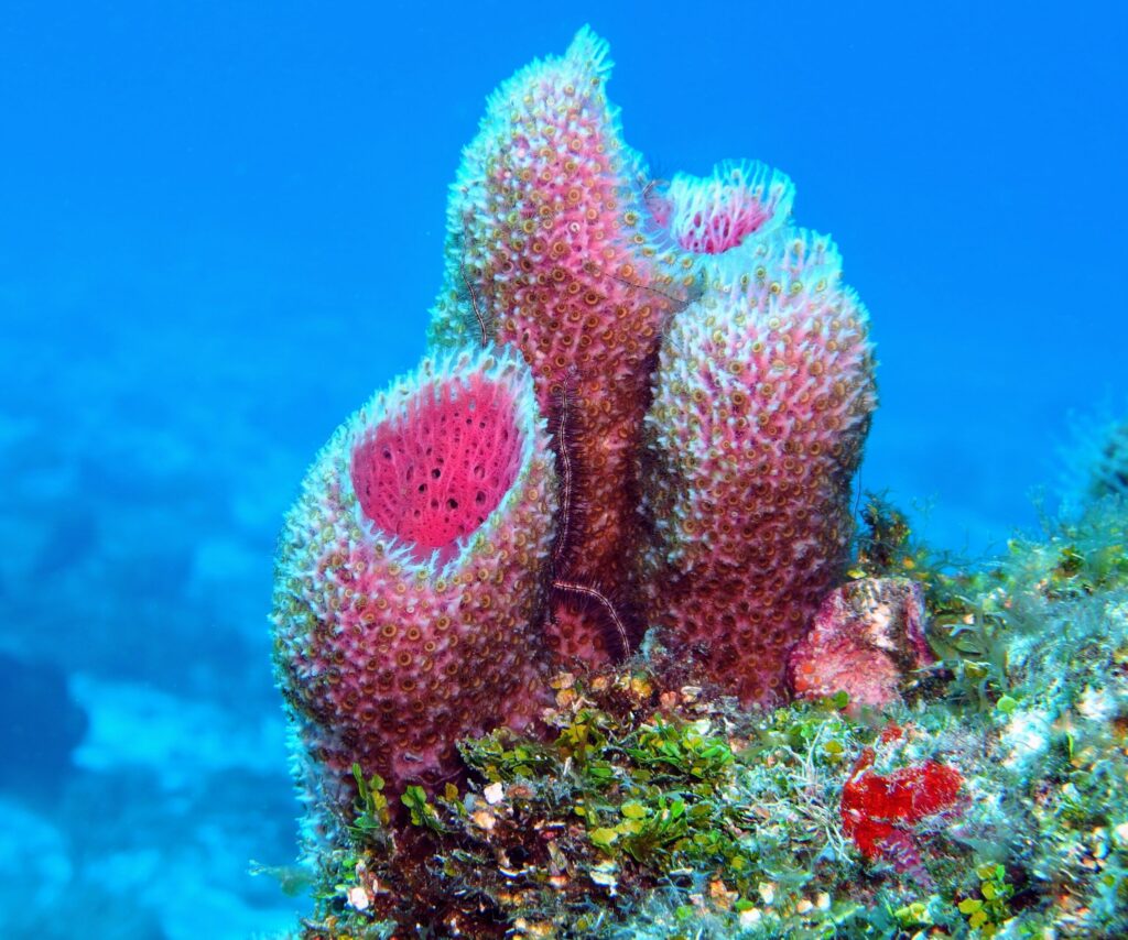 Vietnam’s Deep Secret Revealed: Rare New Sponge Species Discovered After Centuries 3 Unexplored Deep Sea Habitats