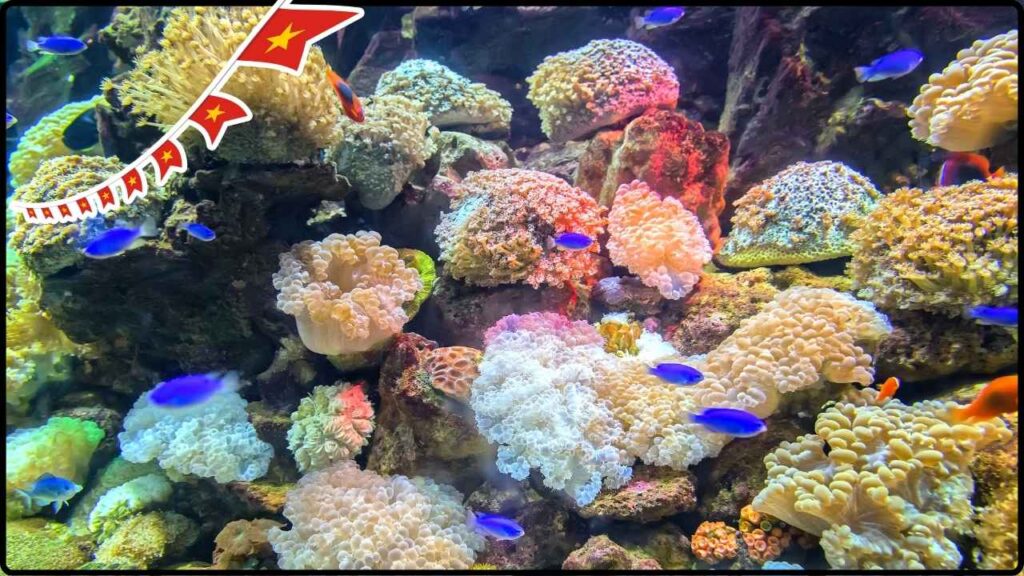 Vietnam’s Deep Secret Revealed: Rare New Sponge Species Discovered After Centuries 1 Vietnam’s Deep Secret Revealed Rare New Sponge Species Discovered After Centuries