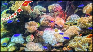 Vietnam’s Deep Secret Revealed Rare New Sponge Species Discovered After Centuries