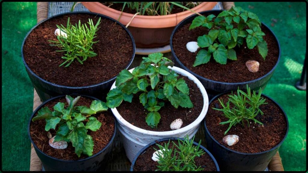 Want Fresh Lemons, Apples, or Figs? This Gardener Reveals How to Grow Them Indoors in Containers! 1 Want Fresh Lemons, Apples, or Figs This Gardener Reveals How to Grow Them Indoors in Containers!