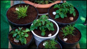 Want Fresh Lemons, Apples, or Figs This Gardener Reveals How to Grow Them Indoors in Containers!