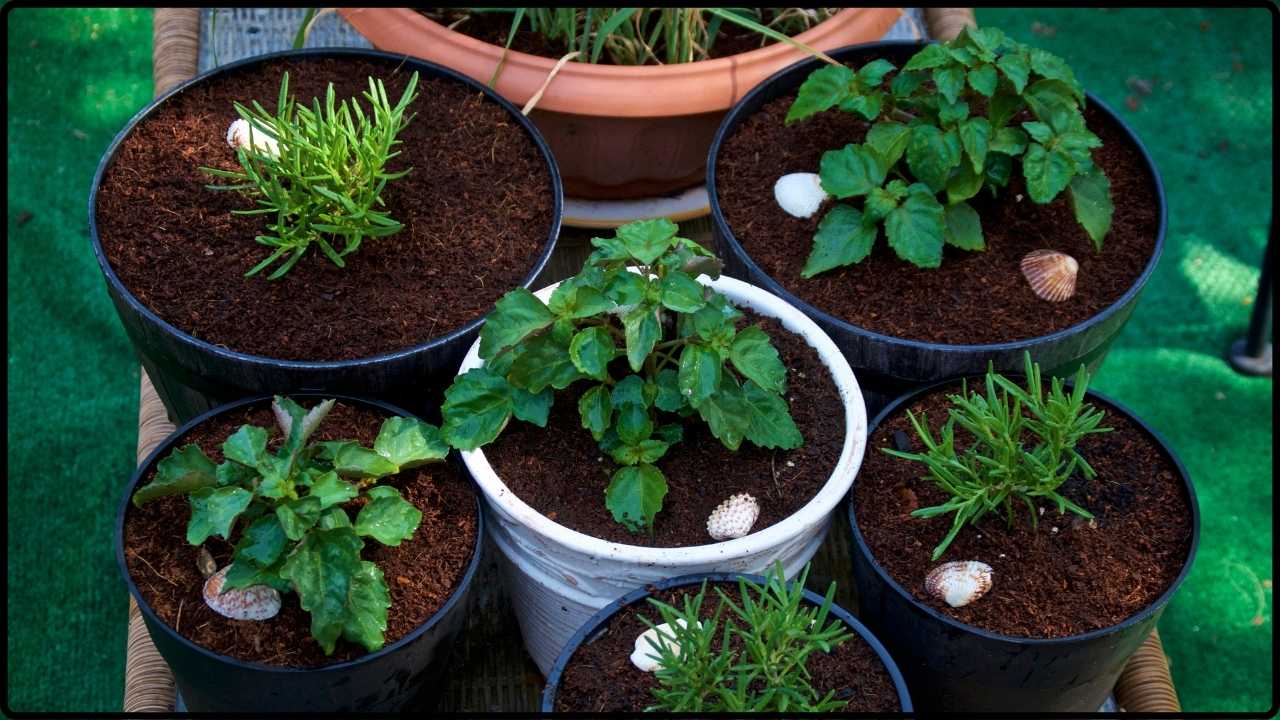 Want Fresh Lemons, Apples, or Figs This Gardener Reveals How to Grow Them Indoors in Containers!