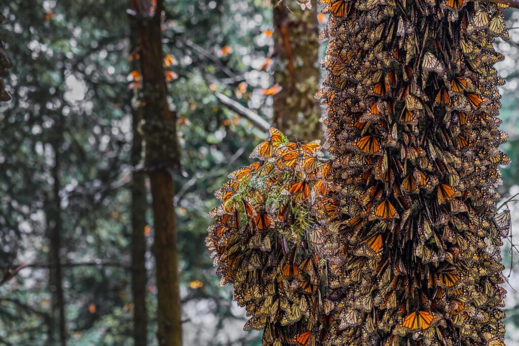 Mountains Are Mysteriously Taking Flight—And Mexico Holds the Key to Their Survival 4 dense roosts