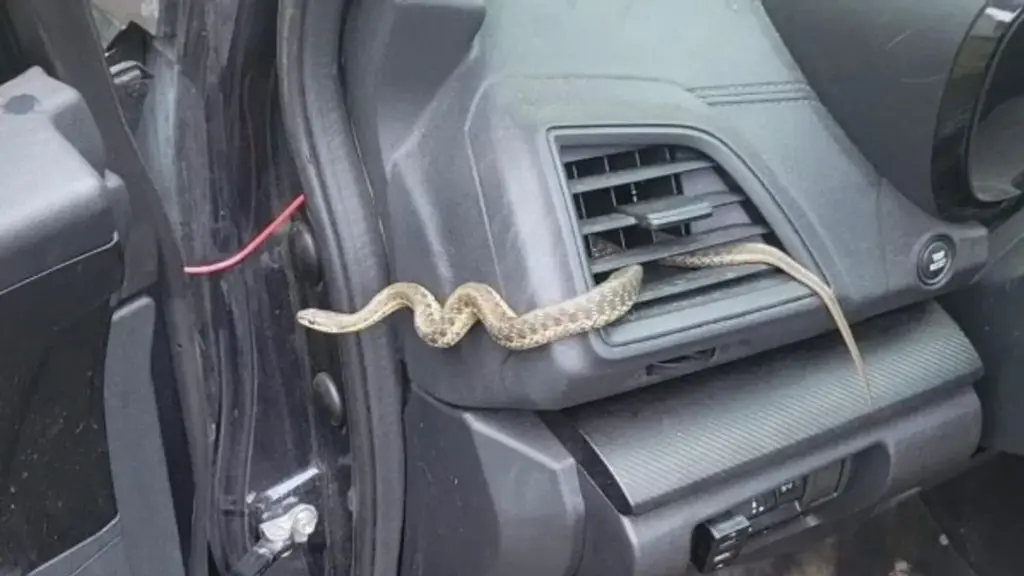 A Snake in the Air Conditioner? The Car Manufacturer’s Shocking Response Will Blow Your Mind! 3 snake in car