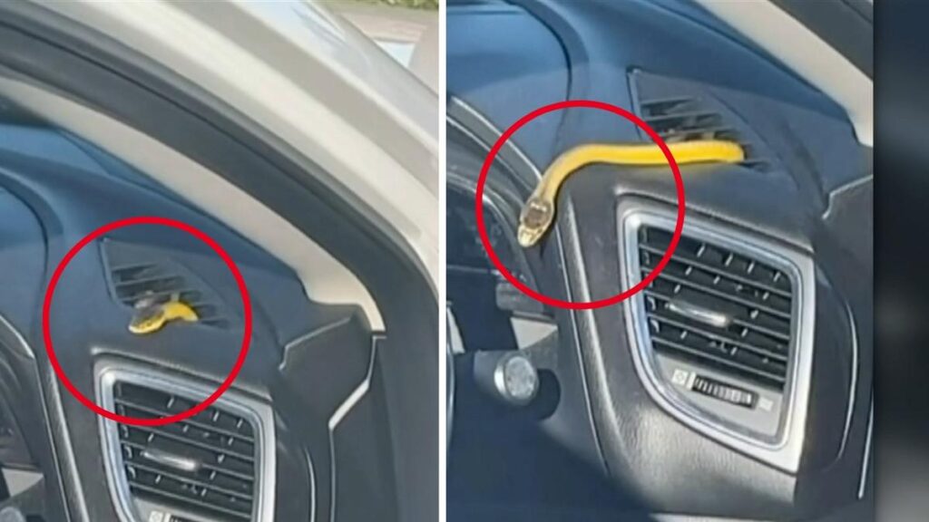 A Snake in the Air Conditioner? The Car Manufacturer’s Shocking Response Will Blow Your Mind! 2 snake in car air conditioner