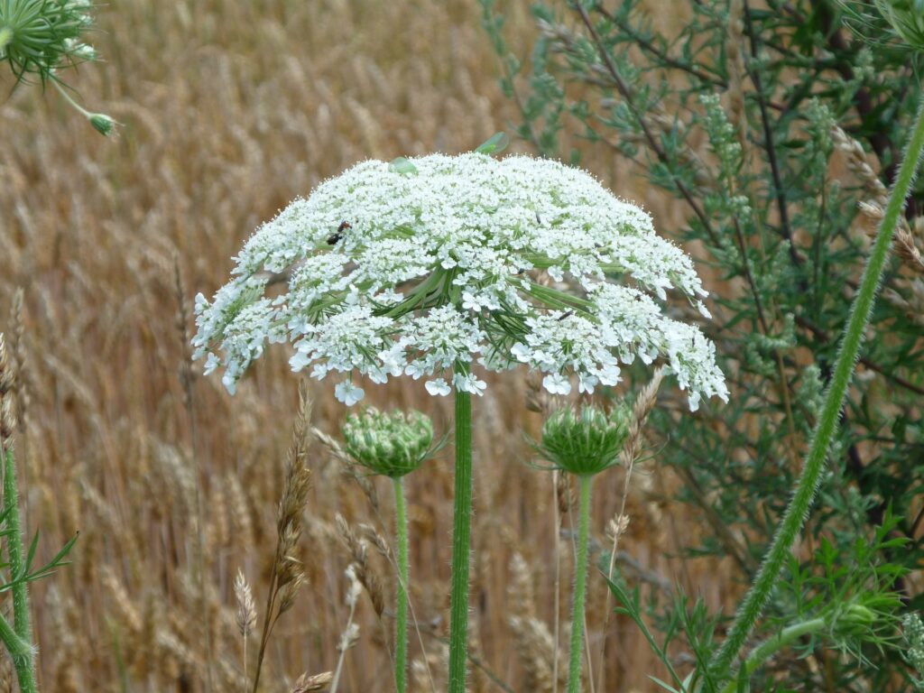 Beautiful but Deadly: This Common U.S. Garden Plant Can Alter DNA and Burn Your Skin 3 white flower clusters
